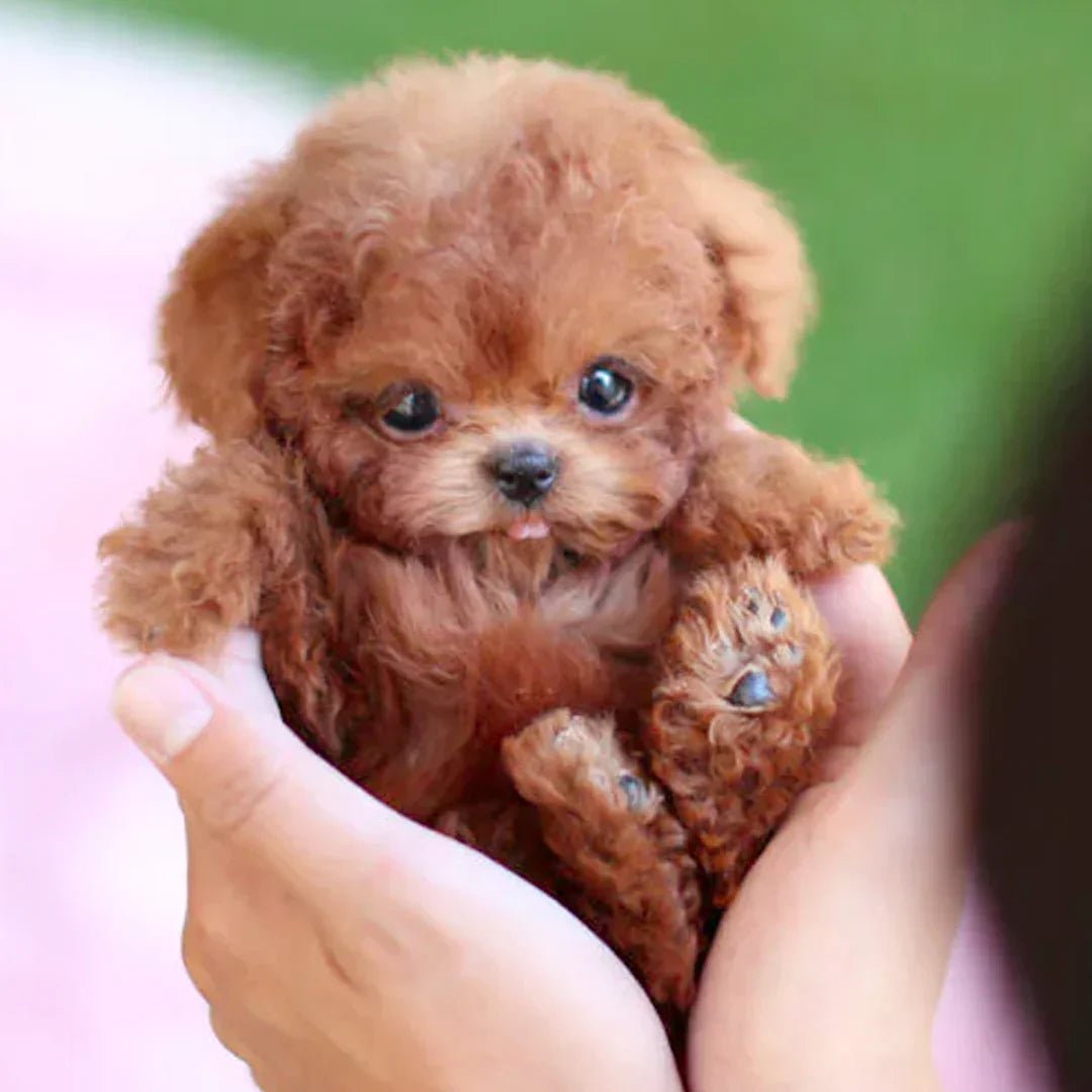 Final 3 Hours: 60% OFF🔥My Realistic Robot Puppy🐶🌭